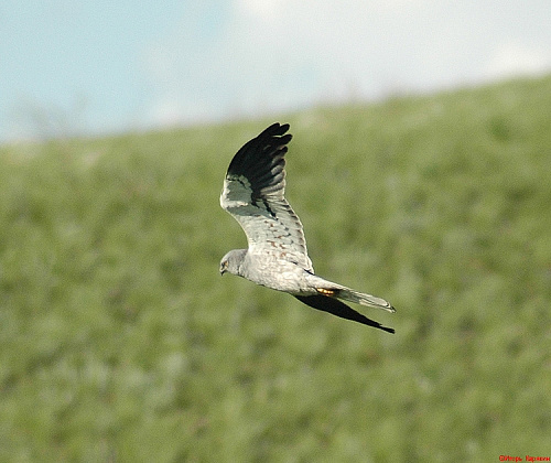 ������� ����